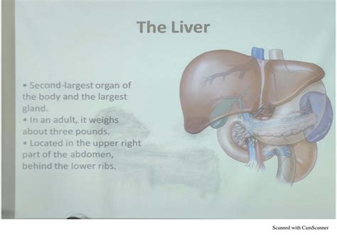 Solution Liver Histopathology Studypool