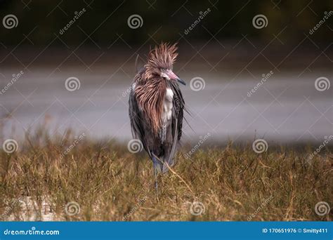 Funny Reddish Egret Wading Bird Egretta Rufescens Having A Bad Hair Day