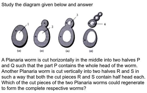 Would A Planaria Cut Vertically Into Two Halves Regenerate Into Tw