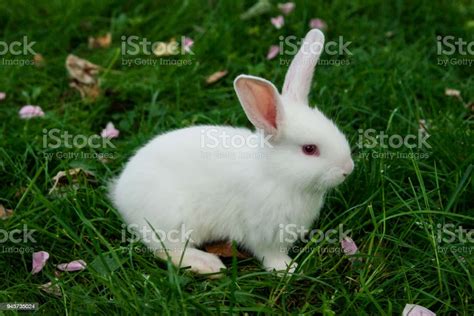 Little White Bunny Sitting In Green Grass Stock Photo Download Image