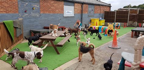 Scoobys Doggy Day Care Swim Centre And Dog Wash Northampton
