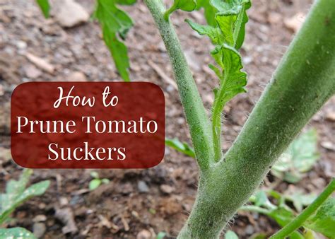 Pruning Tomato Plant Suckers Linn Acres Farm Bloglovin