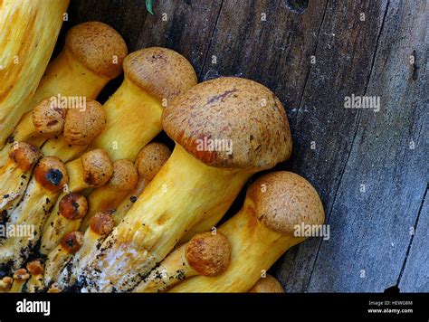 This Impressive Mushroom Is Found Growing In Dense Clusters On Stumps