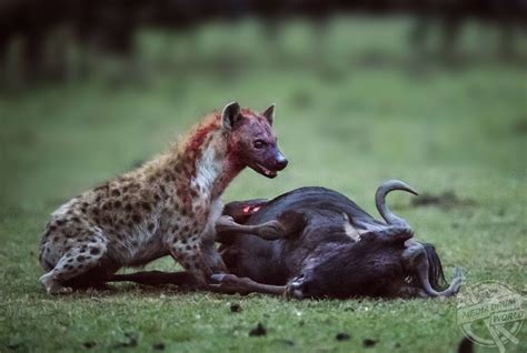 Gory Photos Show A Hyena Taking On A Wildebeest Five Times Its Size And