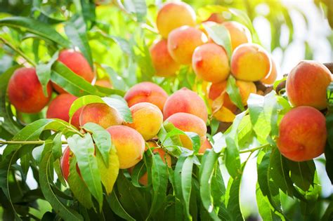 Most Beautiful Fruit Trees