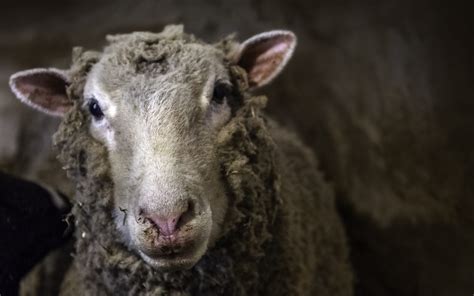 Legislate Sheep Export Phase Out Animals Australia