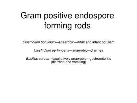 Ppt Gram Positive Endospore Forming Rods Powerpoint