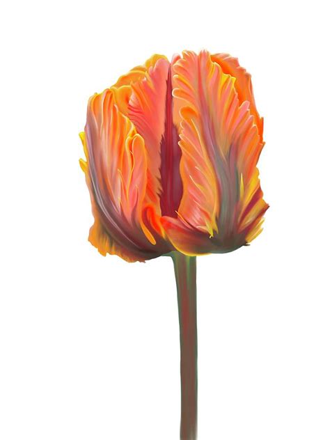 Parrot Tulip Painting By Kristen Kutay Fine Art America