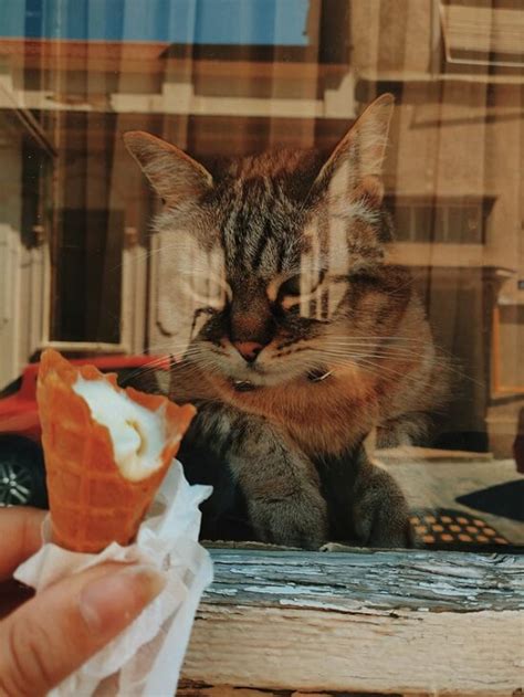 When deciding how much to feed your cat, you'll have to consider his breed, age, reproductive status, underlying health conditions, and more. Can Cats Eat Ice Cream? How Dangerous Is It?