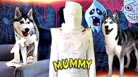 scary mummy prank on my huskies youtube