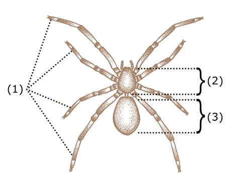 Spider Anatomy Wikipedia