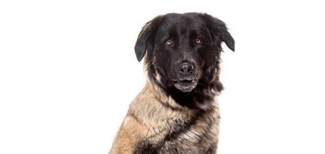 Estrela Mountain Dog Breed Information And Facts Petstime