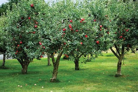 Adding An Orchard To Your Garden Restoration And Design For The Vintage