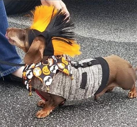 The 55 Greatest Dachshund Costumes Ever Dachshund Halloween Costumes