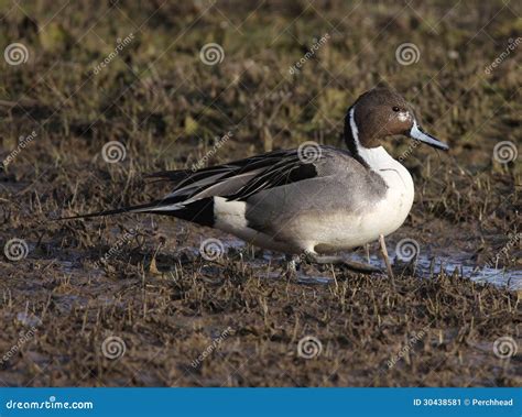 Northern Pintail Duck In A Wetland Stock Image Image Of Refuge