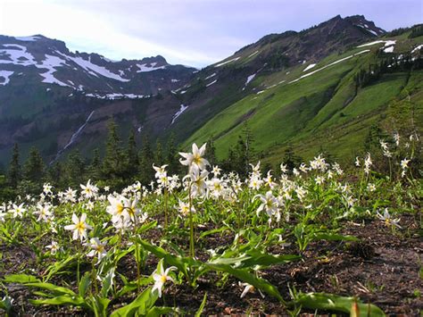 Avalanche Lilies Avalanche Lilies Covered The Non Trod Are Flickr