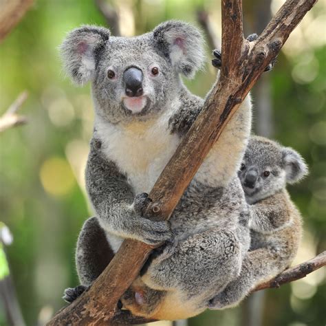 Koala Bear Hot Sex Picture