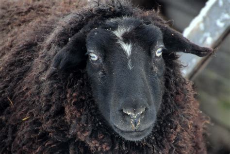 Free Images Mammal Black Wool Fauna Close Up Sheep Face Goats