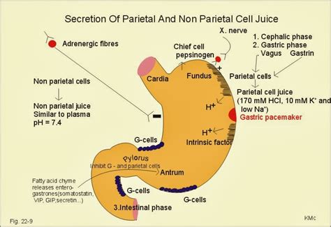 Surgseminar Stomach Secretions Cell Variety And Function