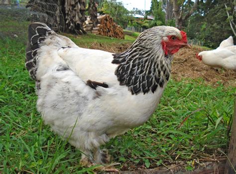 Brahma Chicken Alchetron The Free Social Encyclopedia