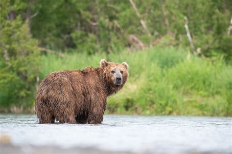 Medvěd Hnědý Kamčatský Ursus Arctos Beringianus Kamchatka Brown Bear