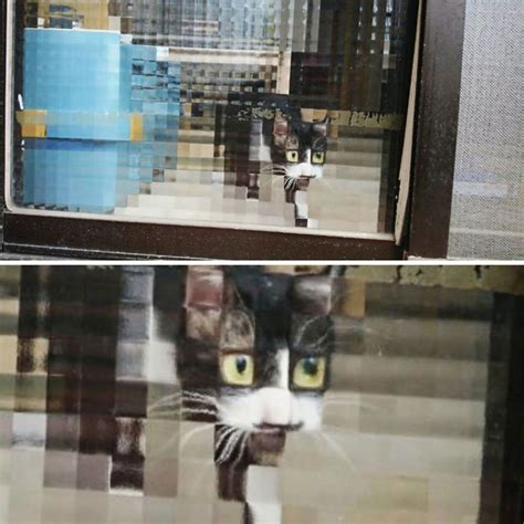 Pixel Cat Meme Guy