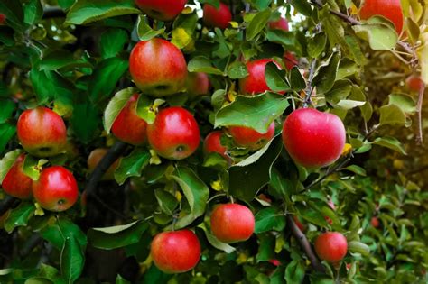Home Orchard Fruit Trees Not Bearing Fruit