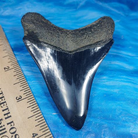Stunning Large Megalodon Shark Tooth · L1 350 L2 330 · Megateeth