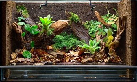 Safe Plants For A Snakes Vivarium Plants