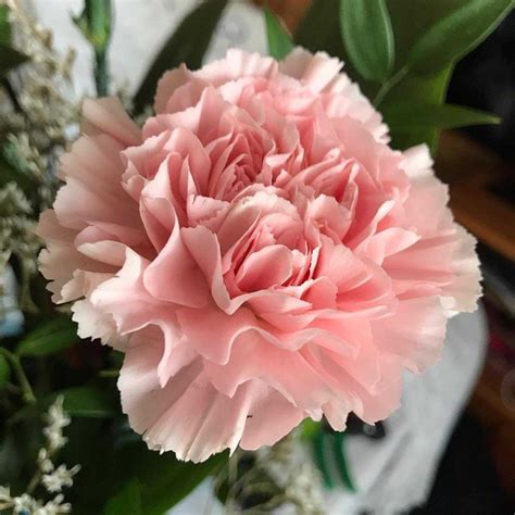 Carnation Meaning Discover The True Origins And Symbolism Of This Flower