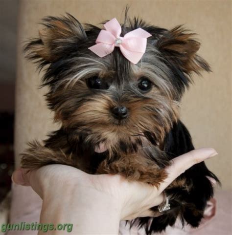 Browse thru our id verified puppy for sale listings to find your perfect puppy in your area. Teacup Yorkie PuppY for free adoption in chicago, Illinois gun classifieds -gunlistings.org