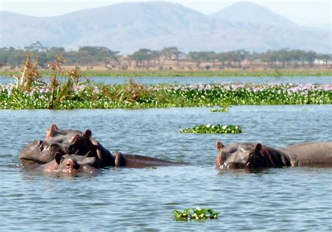Lake Naivasha National Park Nature Excursion Safaris