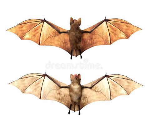 Bat Anatomy Bat Photos Cartoon Bat Scientific Drawing Bat Flying