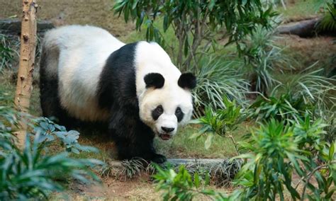 An An Worlds Oldest Captive Male Giant Panda Dies