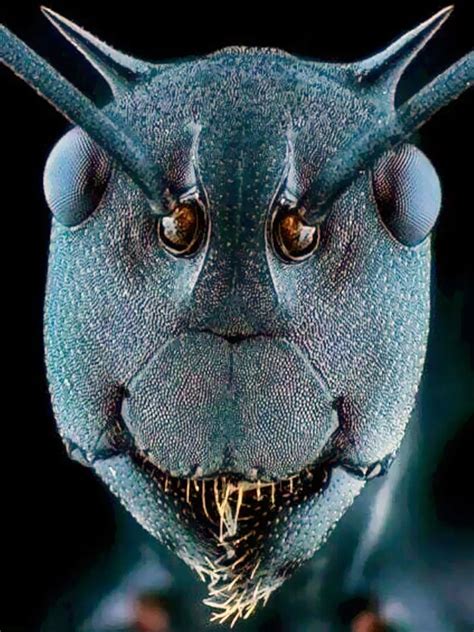 Ant Face Under An Electron Microscope Microscopic Images