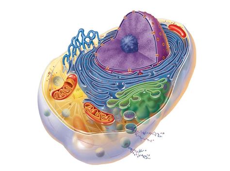 Organelos Celulares