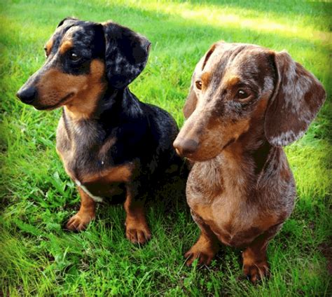 Dapple Dachshunds Temperament Health Costs And Pictures