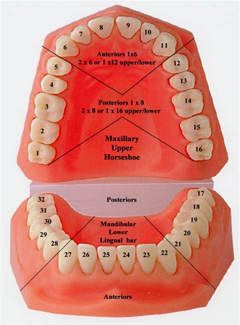 Tooth Numbers And Illustrations Pi Dental Center