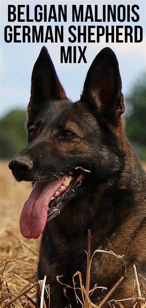 Belgian Malinois German Shepherd Mix A Loyal Active Dog 2023