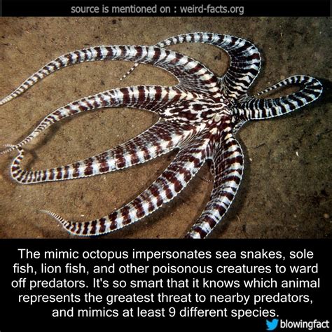 Weird Facts The Mimic Octopus Impersonates Sea Snakes Sole