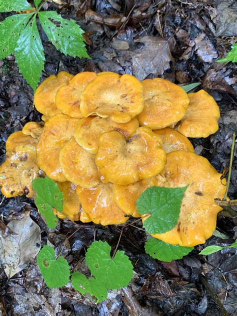 Mushrooms Gone Wild Fungi Forum At Permies