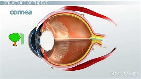 Cornea Of The Eye Definition Function And Structure Lesson