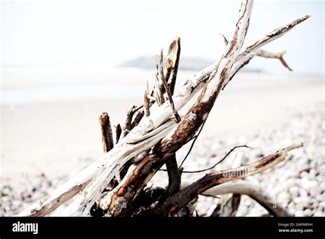 Driftwood On Beach Stock Photo Alamy
