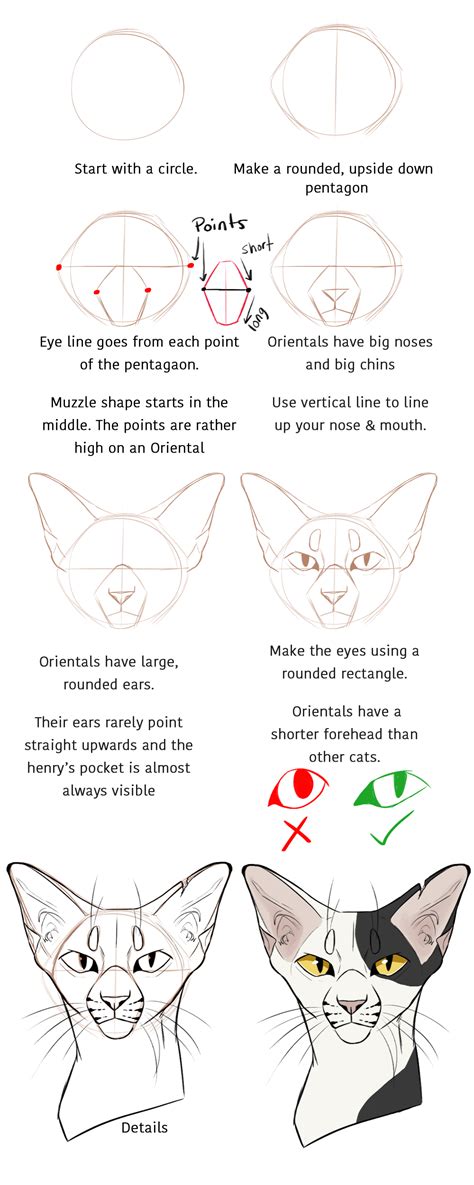 How to install how to draw warrior cats on your android device: quick oriental tutorial by ClimbToTheStars (With images ...