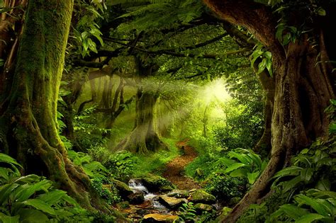 Enchanted Forest Sunlight Path Magical Greenery Trees Enchanted