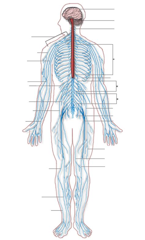 Labeling The Nervous System Central Nervous System Diagram Worksheet Images
