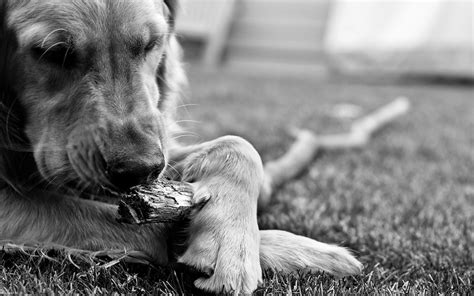 Animals Dog Monochrome Golden Retrievers Wallpapers Hd Desktop And