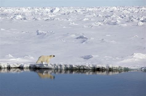 Polar Bear In Greenland Wander Lord