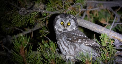 Neovista Birds And Wildlife A Series Of Boreal Owl Encounters