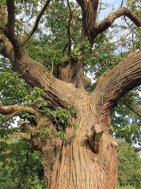 Ash, lime, elm, oak, beech, poplar, eldar, london plane, fruit trees, eucalyptus and sweet chestnut. Sweet Chestnut - 524 - Kent Heritage Trees Project